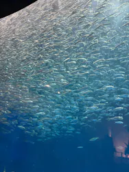 名古屋港水族館に投稿された画像(2026/8/1)