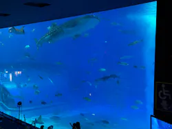 沖縄美ら海水族館に投稿された画像(2026/8/1)