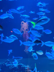 サンシャイン水族館に投稿された画像(2026/8/1)