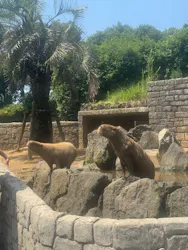 伊豆シャボテン動物公園に投稿された画像(2026/8/2)