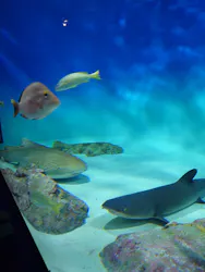 アクアワールド茨城県大洗水族館に投稿された画像(2026/8/2)