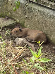 日立市かみね動物園に投稿された画像(2026/8/2)