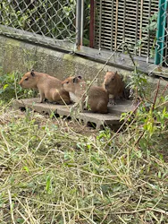 日立市かみね動物園に投稿された画像(2026/8/2)