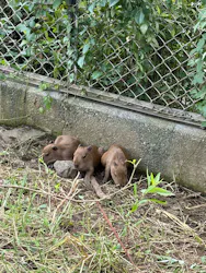 日立市かみね動物園に投稿された画像(2026/8/2)