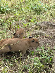 日立市かみね動物園に投稿された画像(2026/8/2)