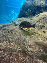 新江ノ島水族館に投稿された画像(2026/8/2)