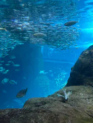 新江ノ島水族館に投稿された画像(2026/8/2)
