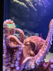 新江ノ島水族館に投稿された画像(2026/8/2)