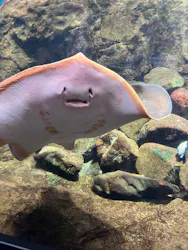 新江ノ島水族館に投稿された画像(2026/8/2)