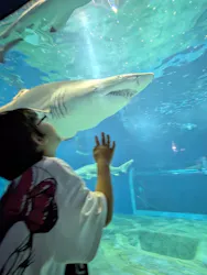 アクアワールド茨城県大洗水族館に投稿された画像(2026/8/2)