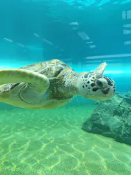 のとじま水族館に投稿された画像(2026/8/2)