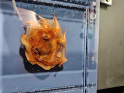 サンシャイン水族館に投稿された画像(2026/8/2)
