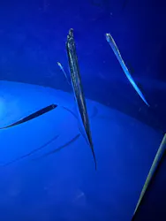 サンシャイン水族館に投稿された画像(2026/8/2)