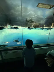 名古屋港水族館に投稿された画像(2026/8/2)