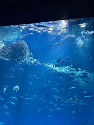 アクアワールド茨城県大洗水族館に投稿された画像(2026/8/2)