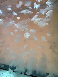アクアワールド茨城県大洗水族館に投稿された画像(2026/8/2)