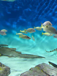 アクアワールド茨城県大洗水族館に投稿された画像(2026/8/2)