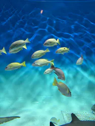 アクアワールド茨城県大洗水族館に投稿された画像(2026/8/2)