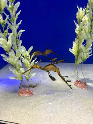 サンシャイン水族館に投稿された画像(2026/8/2)
