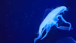 サンシャイン水族館に投稿された画像(2026/8/2)