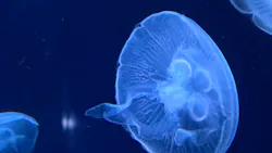 サンシャイン水族館に投稿された画像(2026/8/2)
