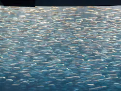 名古屋港水族館に投稿された画像(2026/8/2)