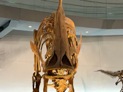 福井県立恐竜博物館に投稿された画像(2026/8/3)
