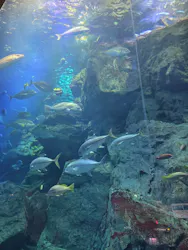 大分マリーンパレス水族館 「うみたまご」に投稿された画像(2026/8/3)