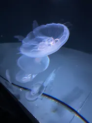 サンシャイン水族館に投稿された画像(2026/8/3)