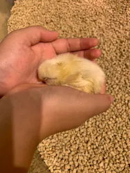 Moff animal cafe イオンモール幕張新都心店に投稿された画像(2026/8/3)