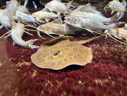 サンシャイン水族館に投稿された画像(2026/8/3)