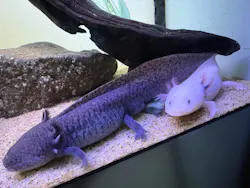 サンシャイン水族館に投稿された画像(2026/8/3)