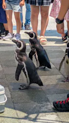 大分マリーンパレス水族館 「うみたまご」に投稿された画像(2026/8/4)