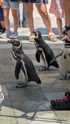 大分マリーンパレス水族館 「うみたまご」に投稿された画像(2026/8/4)