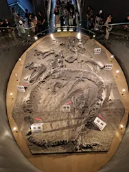 福井県立恐竜博物館に投稿された画像(2026/8/4)
