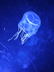 名古屋港水族館に投稿された画像(2026/8/4)
