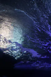 新江ノ島水族館に投稿された画像(2026/8/4)