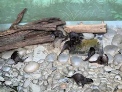 世界淡水魚園水族館 アクア・トトぎふに投稿された画像(2026/8/4)