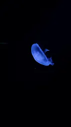 サンシャイン水族館に投稿された画像(2026/8/4)