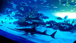 サンシャイン水族館に投稿された画像(2026/8/4)