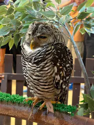 Moff animal cafe イオンモール幕張新都心店に投稿された画像(2026/8/4)