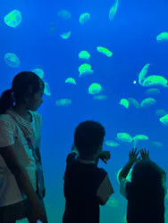 大分マリーンパレス水族館 「うみたまご」に投稿された画像(2026/8/4)
