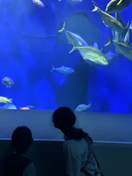 大分マリーンパレス水族館 「うみたまご」に投稿された画像(2026/8/4)