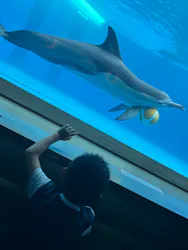 大分マリーンパレス水族館 「うみたまご」に投稿された画像(2026/8/4)
