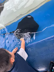 大分マリーンパレス水族館 「うみたまご」に投稿された画像(2026/8/4)