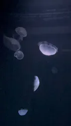 サンシャイン水族館に投稿された画像(2026/8/4)