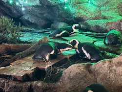 サンシャイン水族館に投稿された画像(2026/8/4)