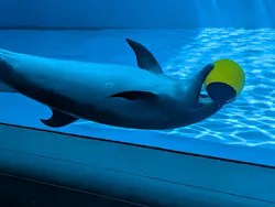上越市立水族博物館 うみがたりに投稿された画像(2026/8/5)