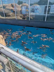 上越市立水族博物館 うみがたりに投稿された画像(2026/8/5)