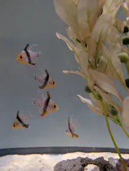 上越市立水族博物館 うみがたりに投稿された画像(2026/8/5)